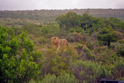 Lion on the move